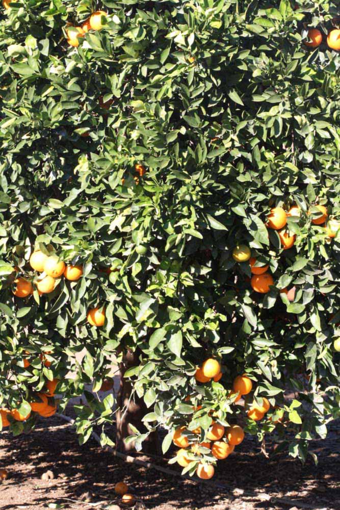            Habit (Riverside, CA)   